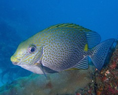 Siganus guttatus