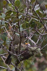 Elaenia sordida