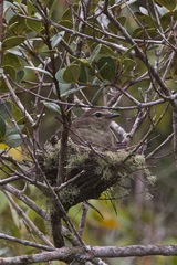 Elaenia sordida