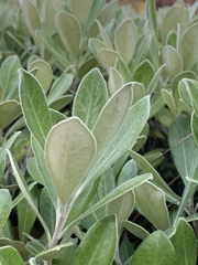 Pittosporum crassifolium