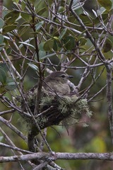 Elaenia sordida