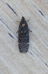 Chionodes sabinianae