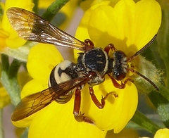 Triepeolus distinctus