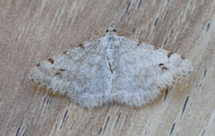 Digrammia denticulata