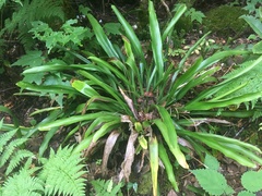 Carex fraseriana
