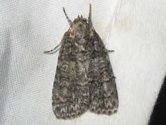 Acronicta tristis