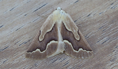 Sabulodes edwardsata