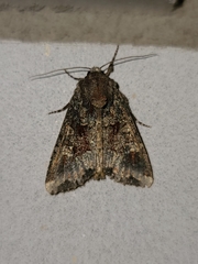Apamea amputatrix