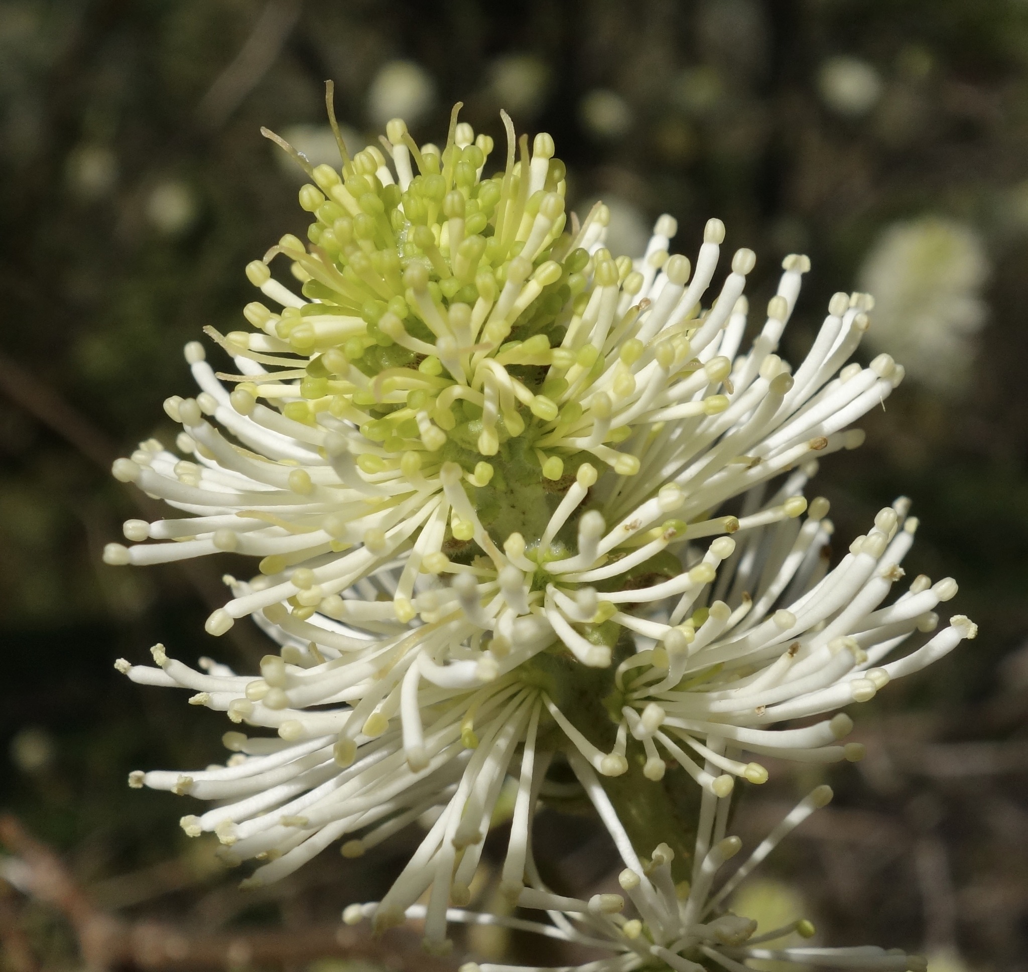 Fothergilla major