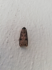 Agrotis malefida