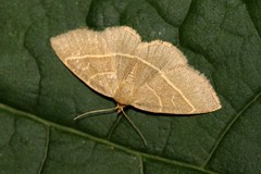 Trisateles emortualis