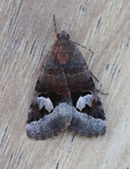 Drasteria perplexa