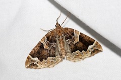 Eulithis prunata