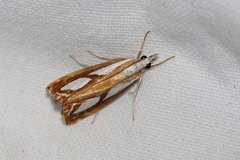 Catoptria