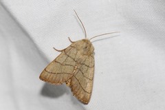 Charanyca trigrammica