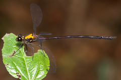 Austroargiolestes chrysoides