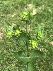 Magnoliopsida