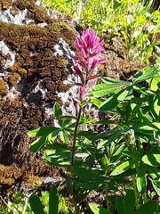 Castilleja parviflora olympica