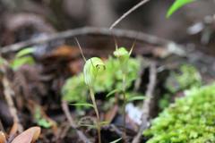Pterostylis brumalis