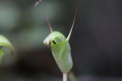Pterostylis brumalis