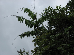 Desmoncus orthacanthos