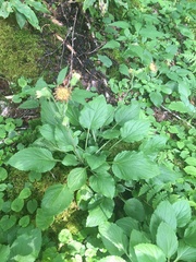 Rugelia nudicaulis