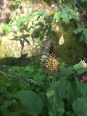 Rugelia nudicaulis