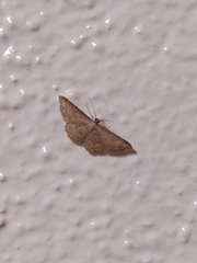Cyclophora coecaria