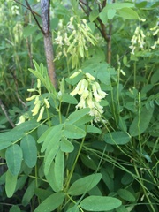 Astragalus americanus