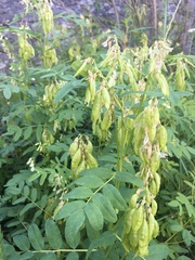 Astragalus americanus