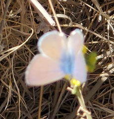 Leptotes marina