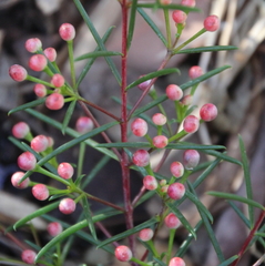 Chamelaucium uncinatum