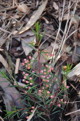 Chamelaucium uncinatum