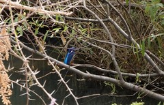 Alcedo semitorquata