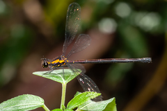 Austroargiolestes chrysoides