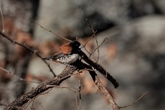 Spermestes bicolor nigriceps