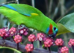 Cyclopsitta diophthalma