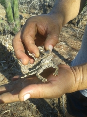 Phrynosoma coronatum