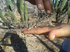 Phrynosoma coronatum