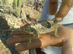 Phrynosoma coronatum