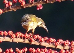 Meliphaga notata