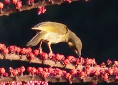 Meliphaga notata