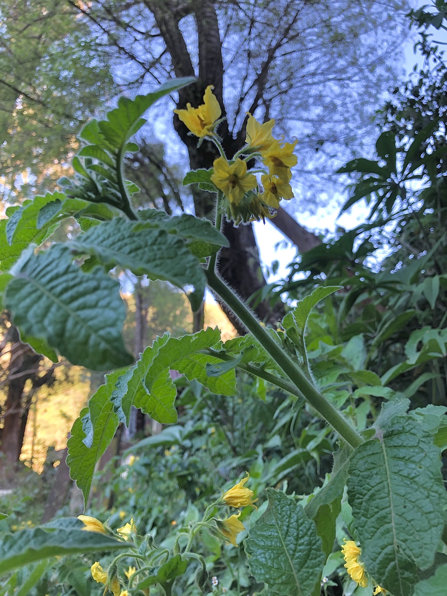 Solanum habrochaites image