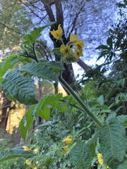 Solanum habrochaites