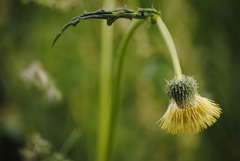 Cirsium erisithales