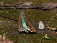Graphium sarpedon luctatius