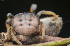 Mastophora