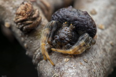 Mastophora