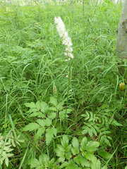 Actaea simplex