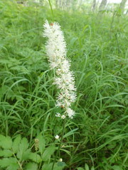 Actaea simplex